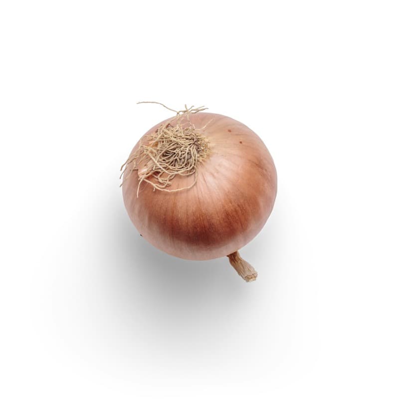 양파 사진