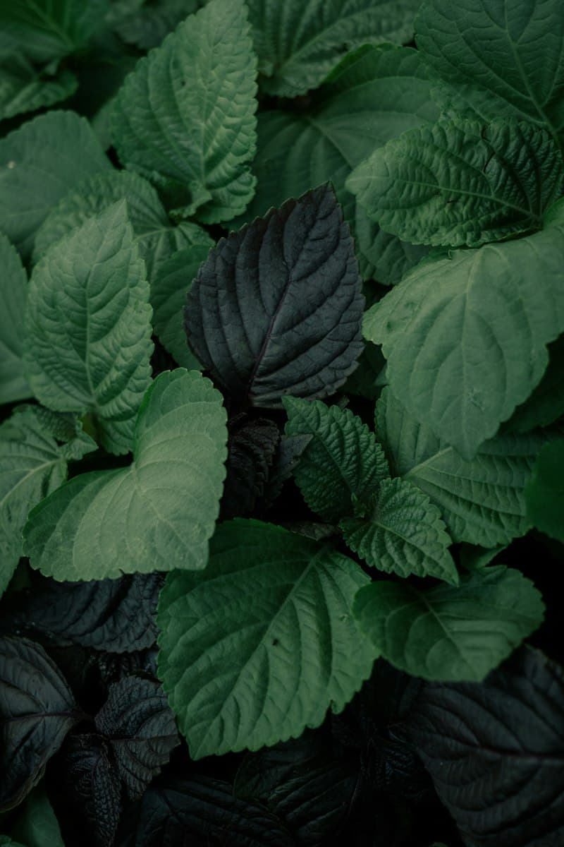 깻잎 사진